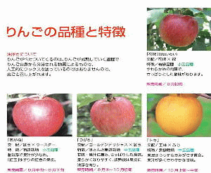 リンゴの種類
