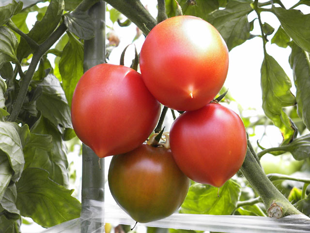 ”まぼろし”のフルーツトマト