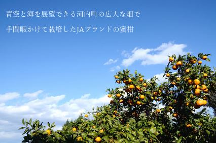 柑橘類　栽培風景