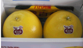 大きな晩白柚　２Ｌサイズです　２玉入り