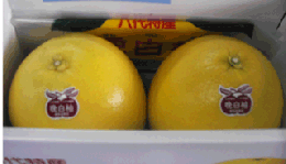 熊本八代特産　晩白柚　2玉　Lサイズ　等級:赤秀