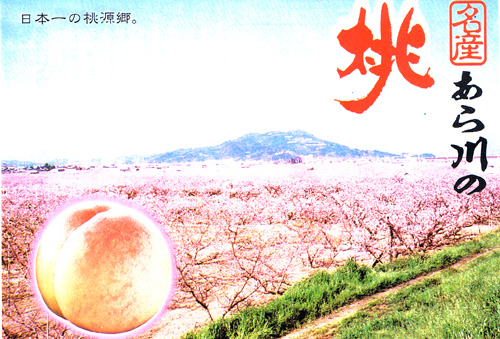 和歌山の桃　お中元・夏のギフト