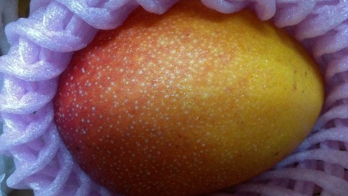 ご自宅用　宮崎県産のマンゴーを通販で購入する