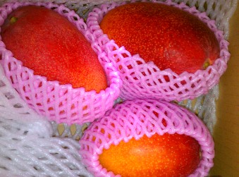 傷つき傷みやすいマンゴーの保護に、インターのフルーツキャップ