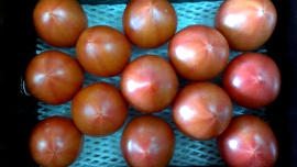 塩トマト　通販