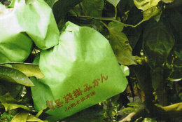 袋かけ蜜柑