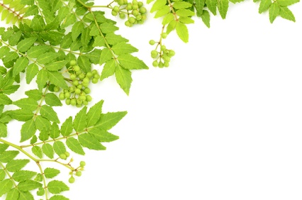 肥後浪漫系西瓜 ひごろまん