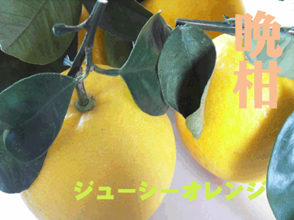 晩柑（ジューシーオレンジ）　熊本特産　柑橘類