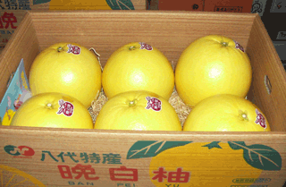 晩白柚　６玉入　Ｌ玉