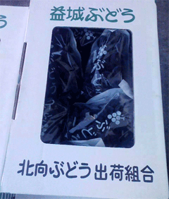 益城ぶどう｜御供えにピッタリです｜キャンベル　葡萄