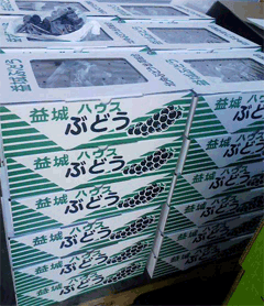 益城ハウス葡萄｜キャンベル｜ぶどう　熊本産