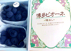 種なし　葡萄｜博多ピオーネ　ぶどう　福岡産