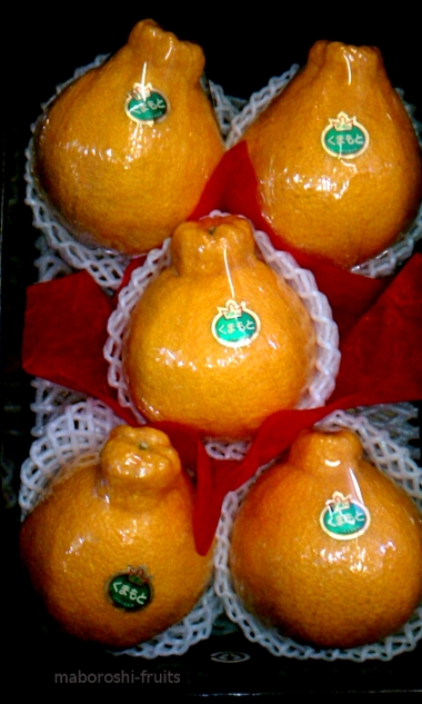 熊本産 デコポン｜果物専門店の柑橘類｜まぼろしの果実．ＣＯＭ