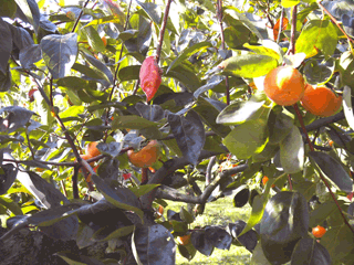 福岡県・田主丸の富有柿の収穫時期の富有柿