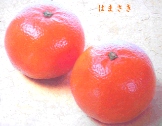 佐賀県の柑橘類　「はまさき」