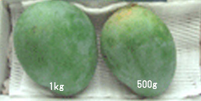 �L�[�c�}���S�[�@����@�̔�