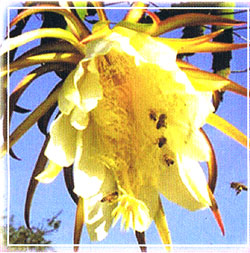 �h���S���t���[�c�̉�