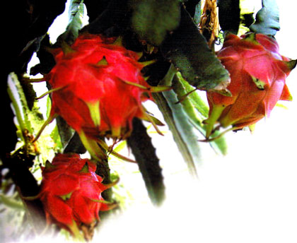 �h���S���E�t���[�c�E�W���[�X�@�b