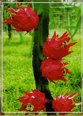 �h���S���t���[�c