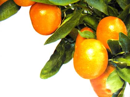 くまもと ミカン