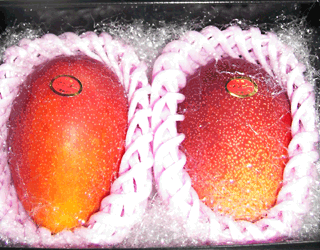 宮崎産完熟マンゴー｜まぼろしの果実どっとこむ│通販