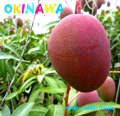 沖縄産　アップルマンゴー　