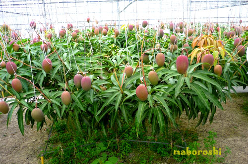 沖縄県　ハウス内　マンゴー栽培風景