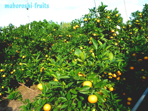 JA�����Ȃ�@������SUN�����k�݂���