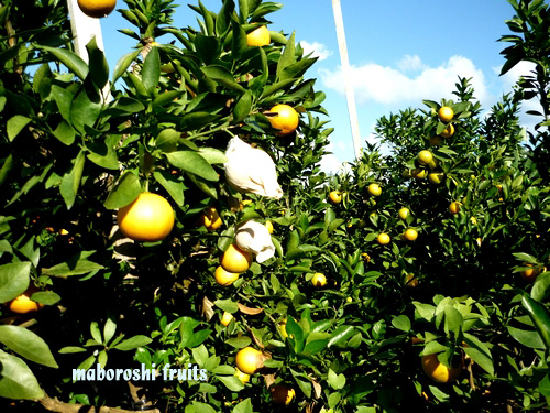 ����SUN�i�T���j�@�͔|���i