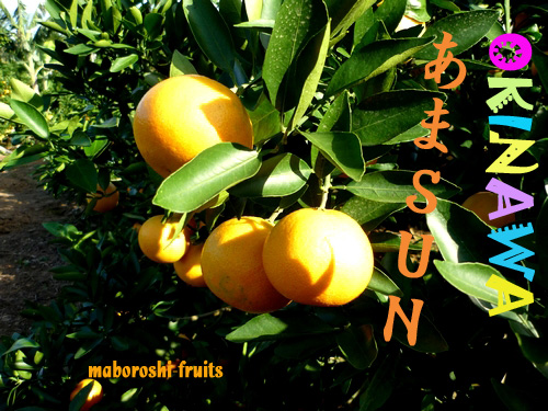 あまSUN┃沖縄県のフルーツ・みかん┃柑橘