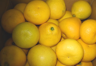 ワケアリ 訳あり　みかん┃柑橘