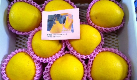 �W���[�V�[�I�����W�@�F�{