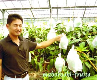 �L�[�c�}���S�[�͔|���i