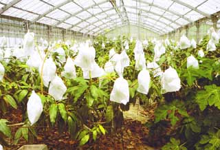 �L�[�c�}���S�[�͔|���i