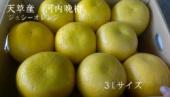 河内晩柑オレンジ　 10kg産直箱  潮晩柑　10kg　2Lから3L