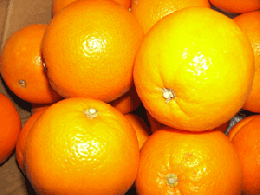 熊本産　網田ネーブルオレンジ　L・2Lサイズ　5kg 無地ダンボール入