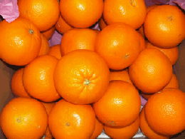 熊本産　網田ネーブルオレンジ　2L・3Lサイズ　10kg