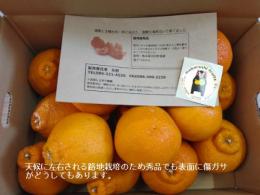 塩デコみかん5kg(路地栽培)(デコポン系)