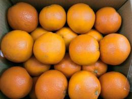 熊本産　網田ネーブルオレンジ　Lサイズ　10kg