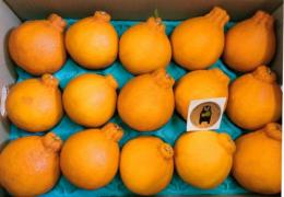 熊本産不知火みかん大玉　5kg産地箱入13玉～15玉クラス