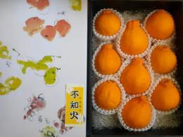 不知火みかん　9玉から10玉　3kg化粧箱入　秀品