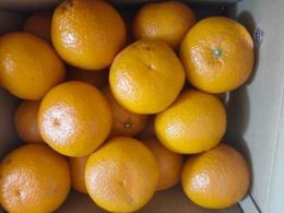 熊本県あしきた　田浦の甘夏みかん10kg　等級:無印