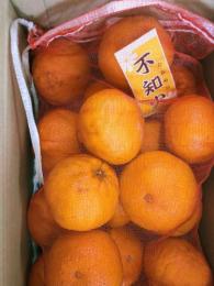 ご自宅用┃赤ネット入・不知火みかん　5kg　等級:B品(訳あり)