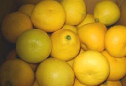 ご自宅用　パール柑　8kg規格箱詰め