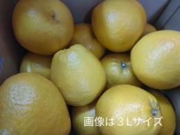 ジューシーオレンジ(河内晩柑)7.5kg2Lから3Lサイズ　秀品