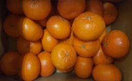 佐賀県　「はまさき」みかん　5kg産地箱入り　MからLサイズの小玉「秀品」