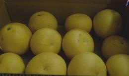 ご自宅用　パール柑　4kg満杯詰め