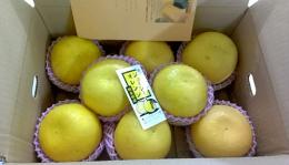 河内晩柑┃ジューシーオレンジ　3kg　8個から10個　2Lサイズ茶無地段ボール入