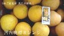 河内晩柑オレンジ 10kg Lから3Lサイズ　　ご家庭用 レギュラー品　ヤマト便指定