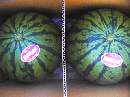 夏のさわやか西瓜2玉　一般サイズ箱入
